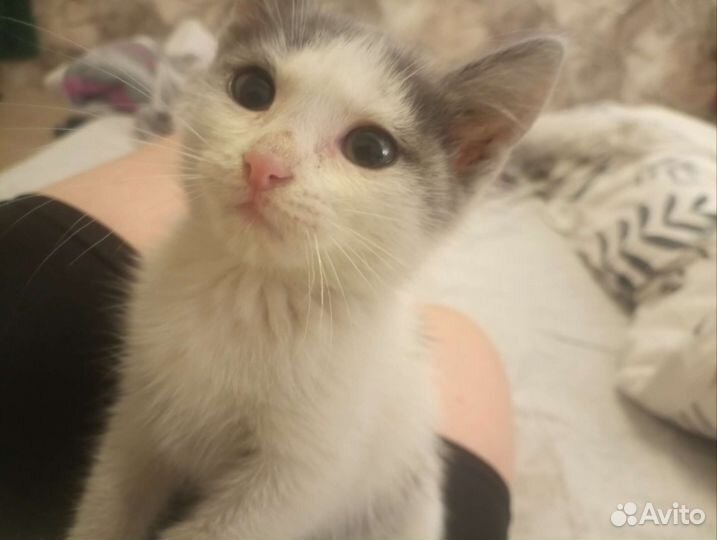 Котенок в добрые руки