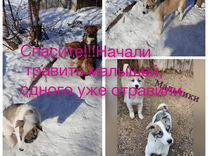 маленькая щенки щенки порода. маленькие собаки в хорошие руки бесплатно. щенки даром спб. петербургская орхидея мини. щенки в добрые руки.