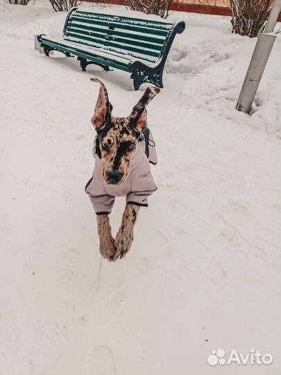 Комбинезон для средней собаки