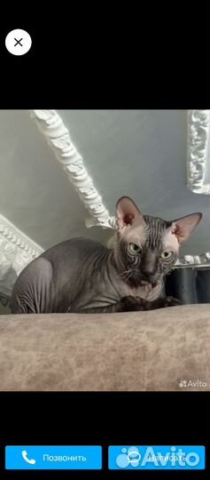Канадский сфинкс котенок