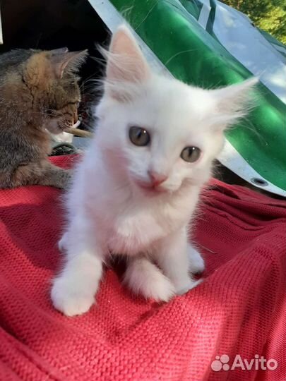 Отдам бесплатно котят