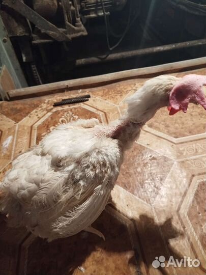 Куры несушки