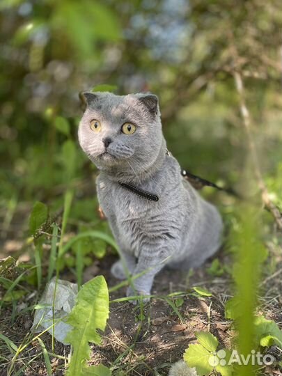 Британская вислоухая кошка