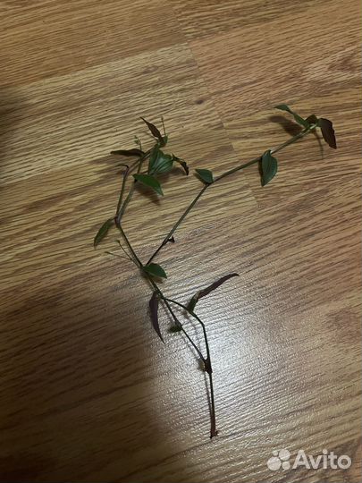 Традесканция фата невесты