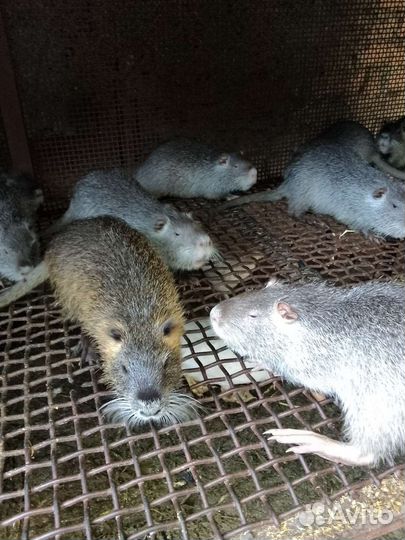 Нутрии продать