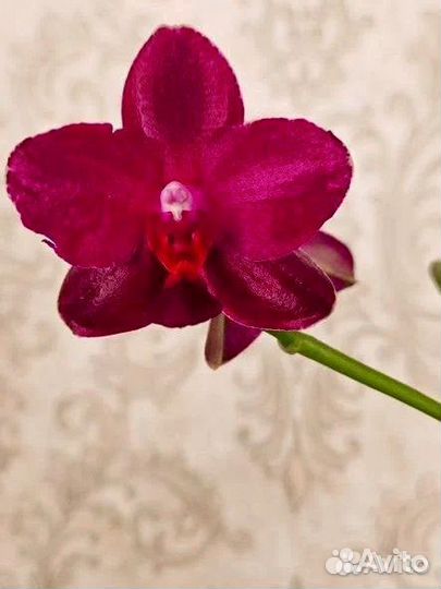 Орхидея Sogo Relex 