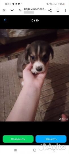 Собака в добрые руки