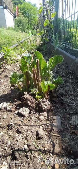 Георгины клубни