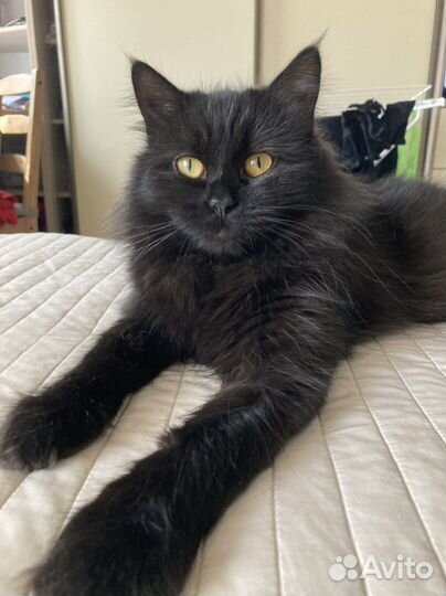 Кошки в добрые руки