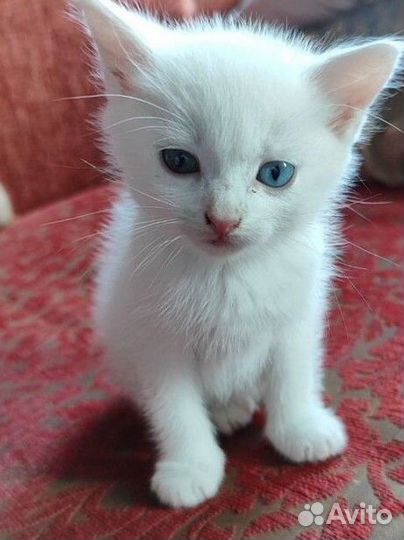 Котята в дар