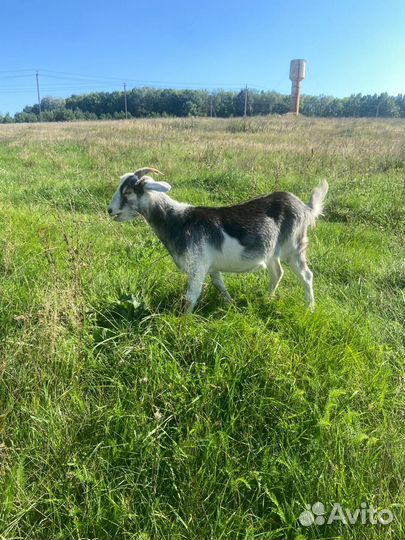 Коза заанинская