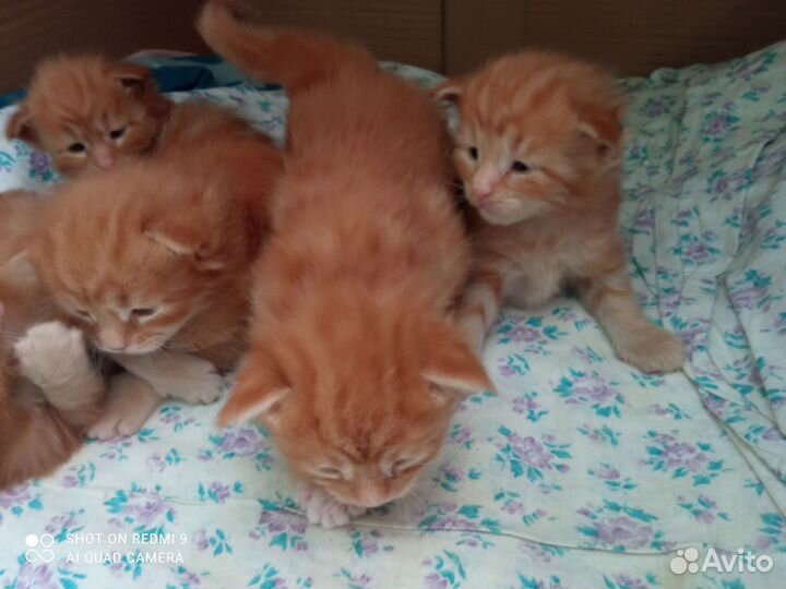 Котята Мейн куны