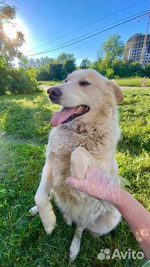 Собака в добрые руки