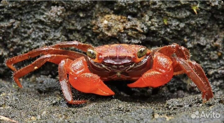 Краб аквариумный