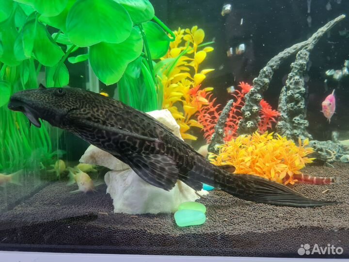 Плекостомус