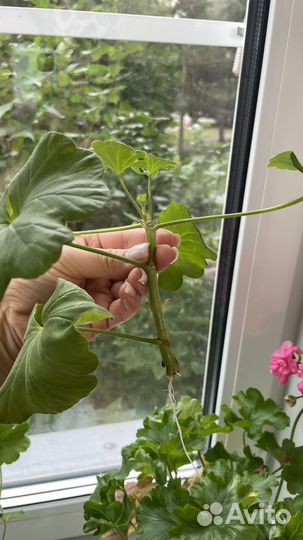 Пеларгония античная роза