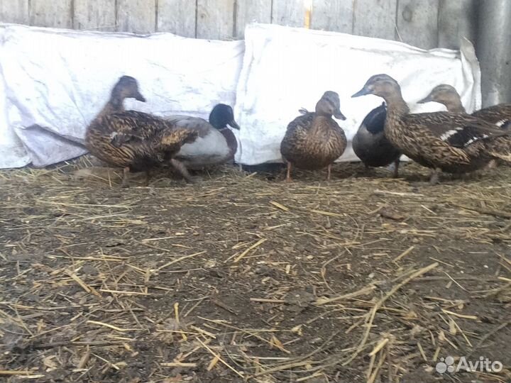 Подсадухи (дикие утки)