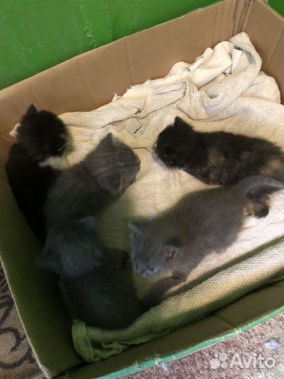 Котята ищут дом