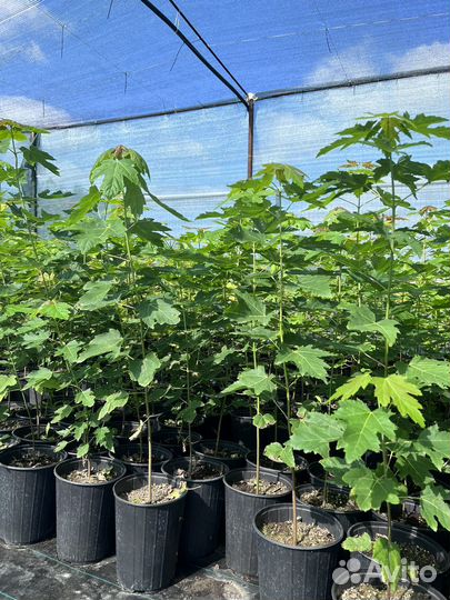 Клен остролистный