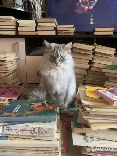 Кошки в добрые руки бесплатно