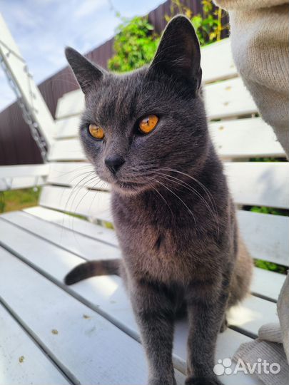 Отдам кота в добрые руки