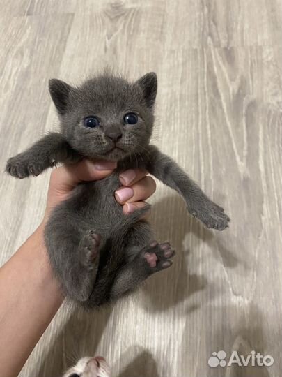 Котята шотландцы