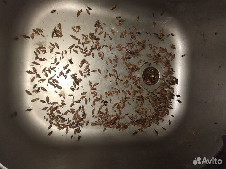 Частный Честный Дезинфектор (Тараканы Клопы)