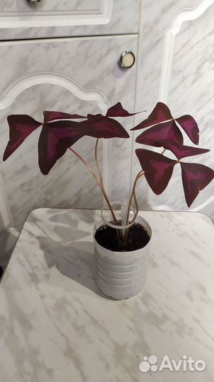 Oxalis (кислица)