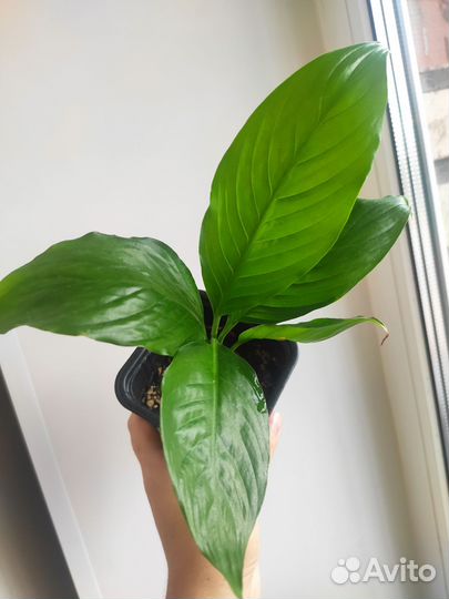 Спатифиллум Женское счастье