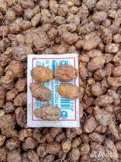 Чуфа. Земляной миндаль