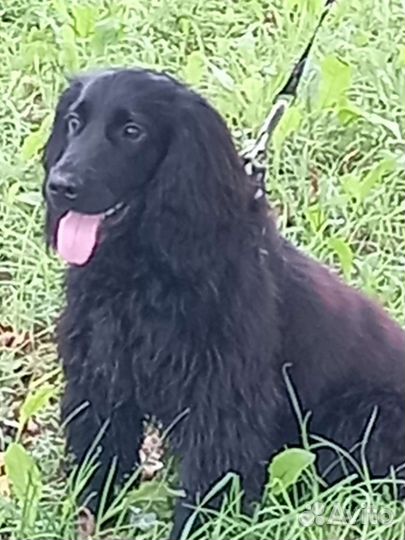 Русский спаниел ищет невесту