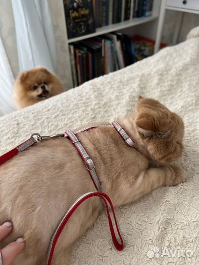 Поводок и шлейка, разные, на маленькую собачку