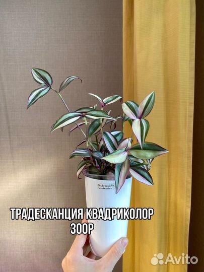 Алоказия, санса, сциндапсус