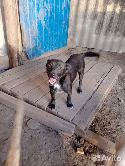 Маленькая собачка