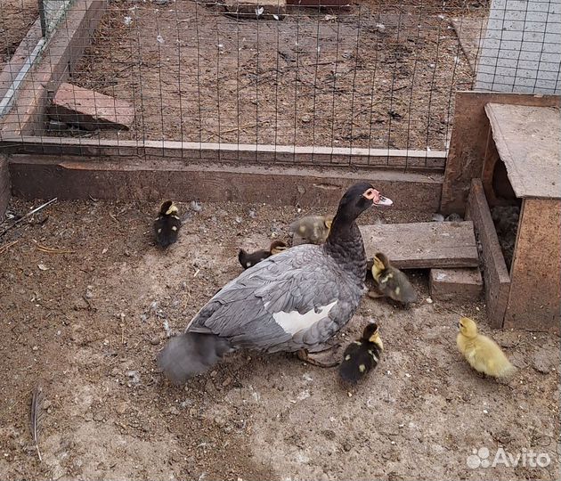 Мускусные утки