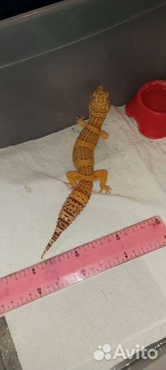 Эублефар самец и самка