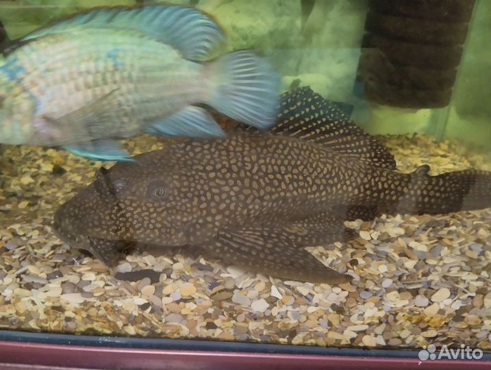 Сом птеригоплихт