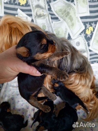 Щенки йорка