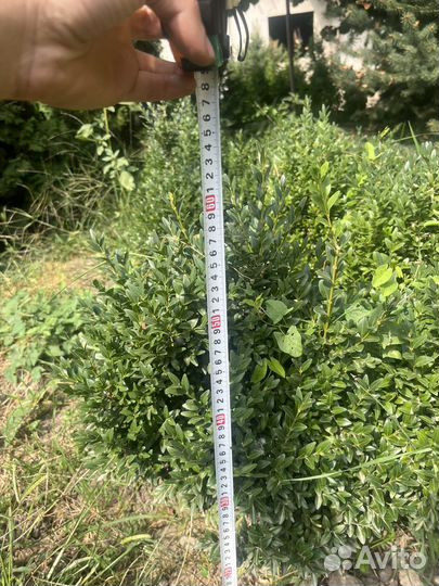 Туи, ели, самшиты