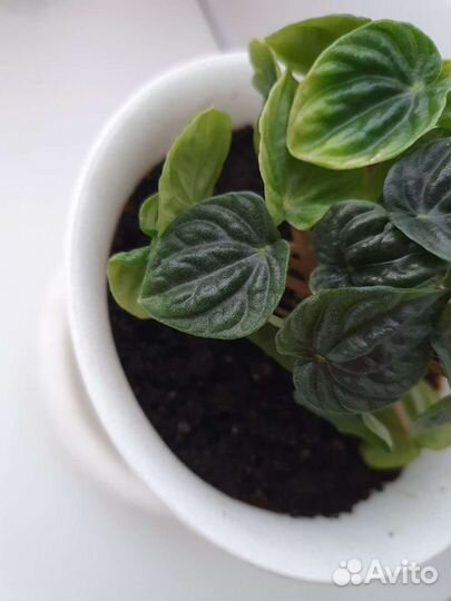 Пеперомия сморщенная Лилиан