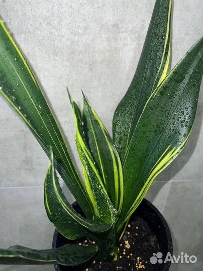 Сансевиерии редкие сорта