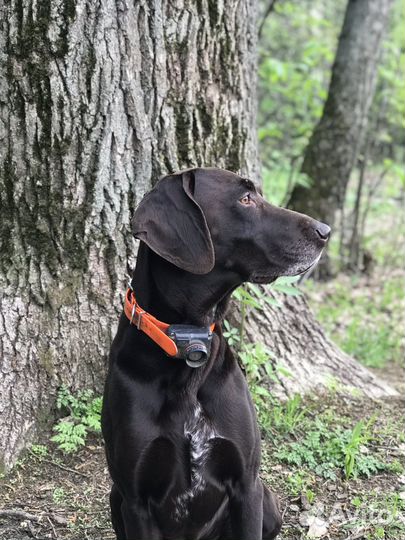 Курцхаар вязка