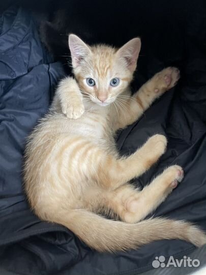 Солнечные зайчики бесплатно рыжие котята