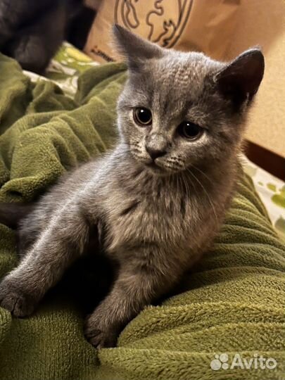 Британская кошка