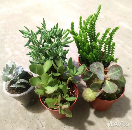 Суккуленты