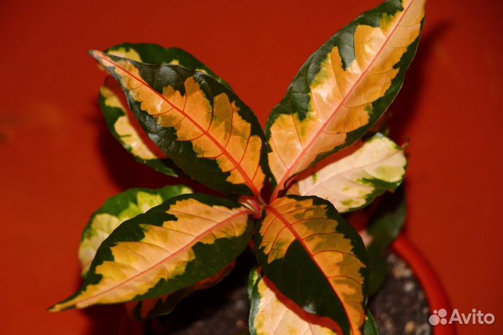 Тинантия, граптофилум, руэлии