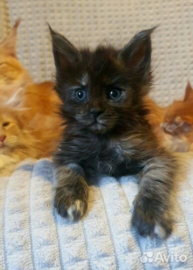 Котята мейн-кун