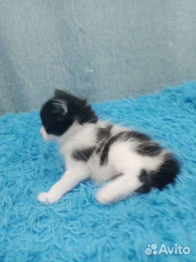 Кошка в дар бесплатно