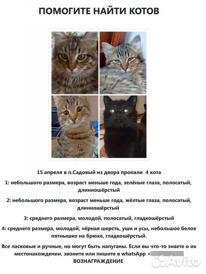 Пропали Четыре кота