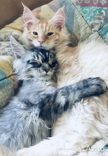 Мейнкун полидакты и классики котята и вязка